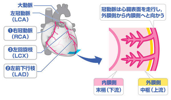 気になるニュース | 心筋虚血とは？上皇さまの診断から学ぶ健康の重要性